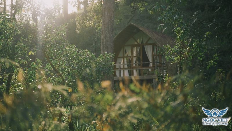 cabin-rung-thong-da-lat