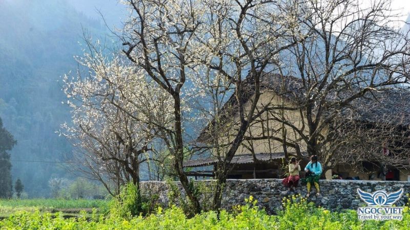 treehouse-ma-pi-leng--cung-duong-deo-dep-nhat-viet-nam